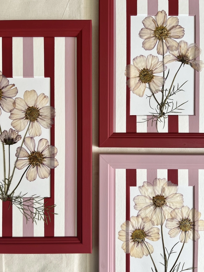 three frames of pressed cosmos flowers in painted stripe mounts