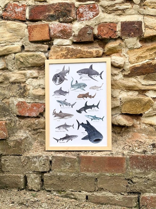 a print of many illustrations of many different species of sharks
