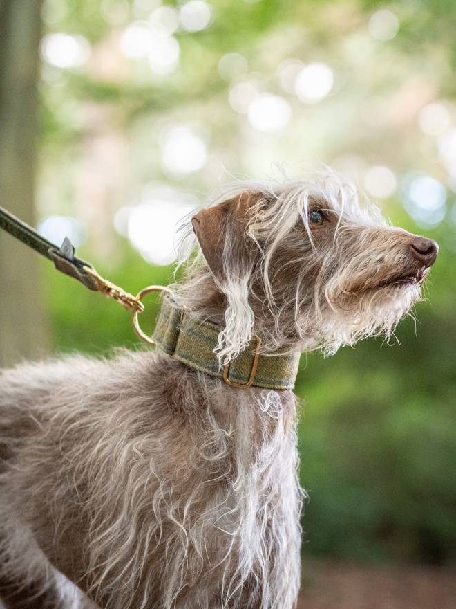 Winter Pear House Tweed Dog Collar