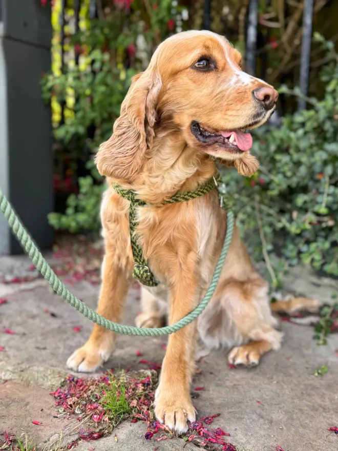 cocker spaniel sitting on pavement wearing a green dog harness