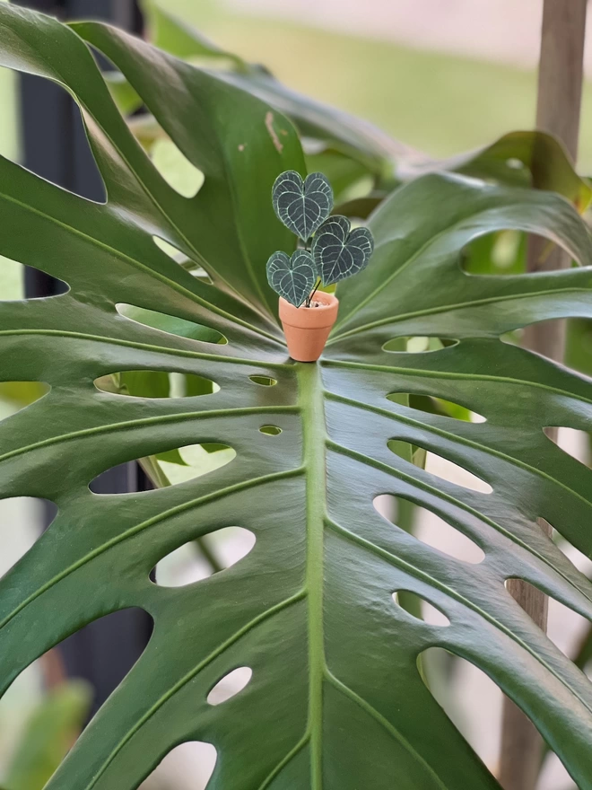 A miniature replica Anthurium Clarinervium paper plant ornament in a terracotta pot sitting on the leaf of a giant Monstera plant