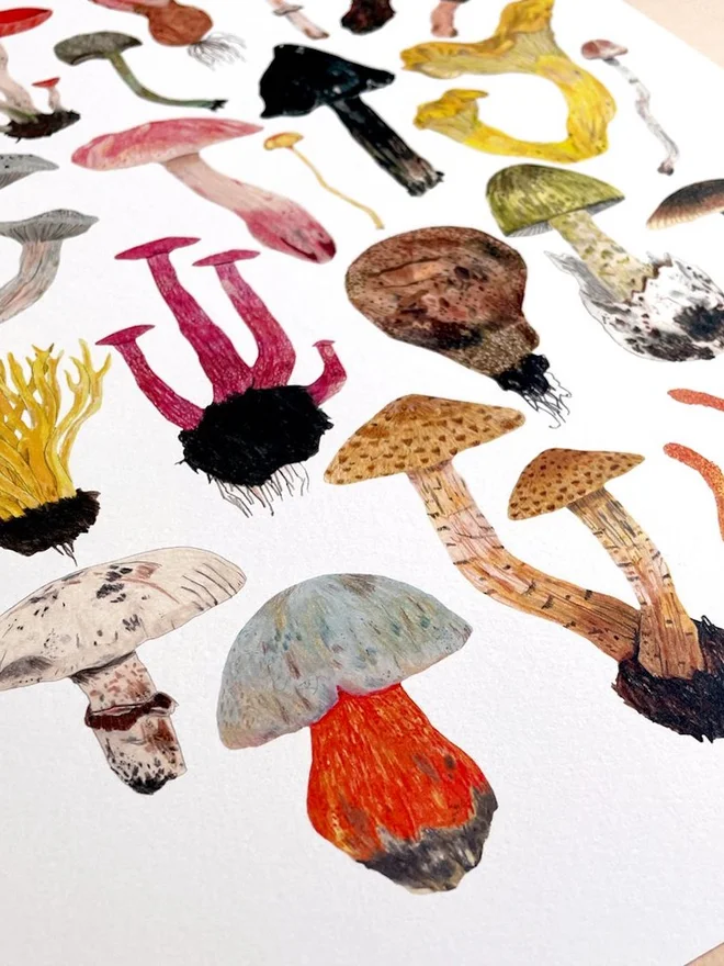 Mushrooms and Toadstools Print
