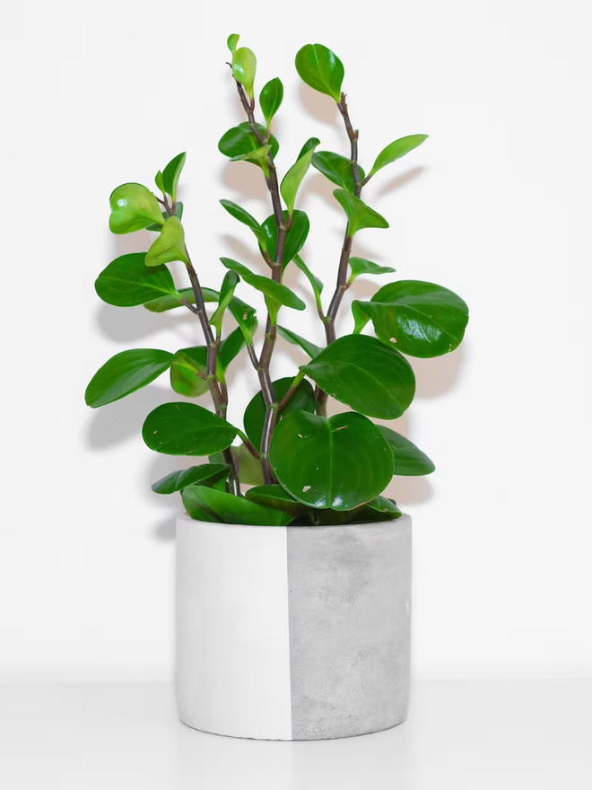 half & half concrete plant pot. a grey concrete plant pot painted half white.