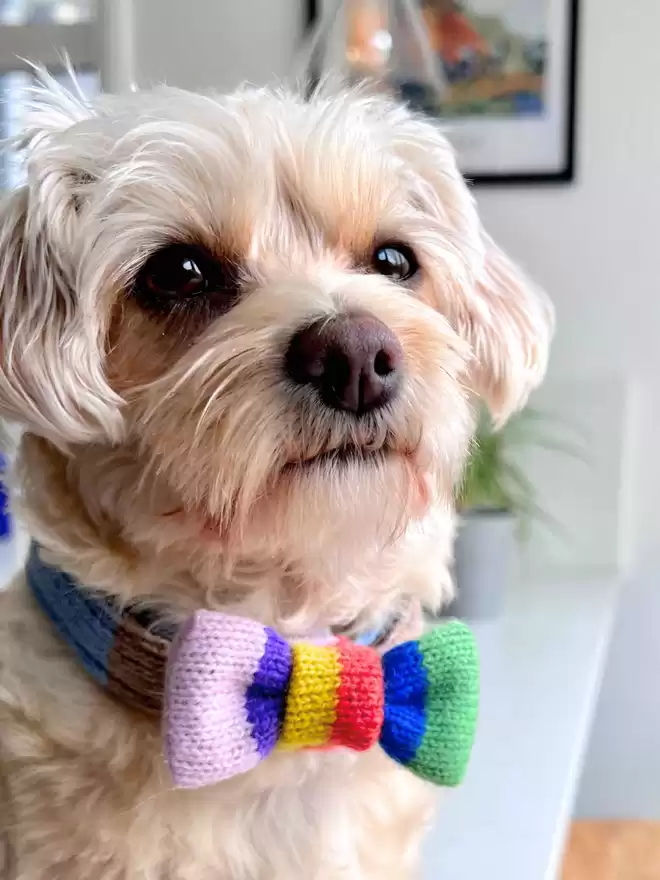 rainbow pride dog bow tie on a small white dog 