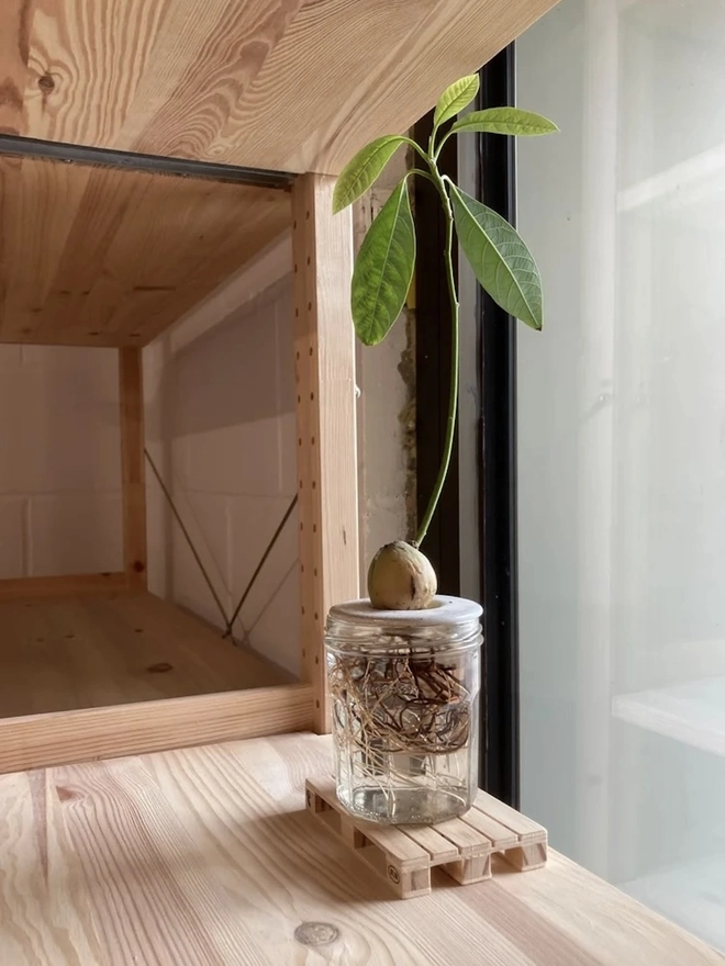DIY Growing Kit, an avocado plant growing on a wooden surface in a glass jar, in front of a window.