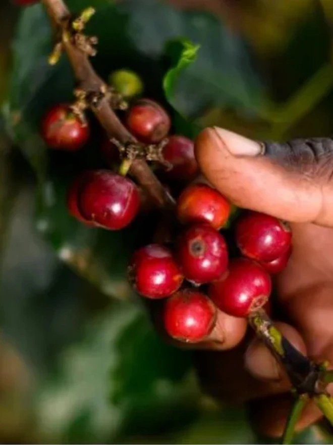 Red coffee cherries clustered on leafy branches of a coffee tree.