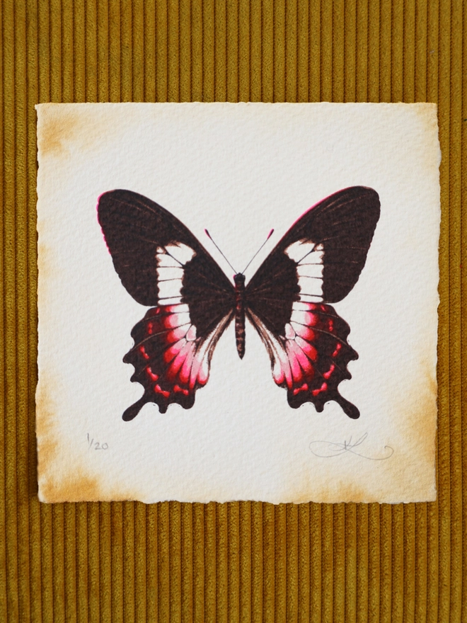 Limited Edition screenprint art of a Fluminense swallowtail butterfly by emerging artist Kath Leone
