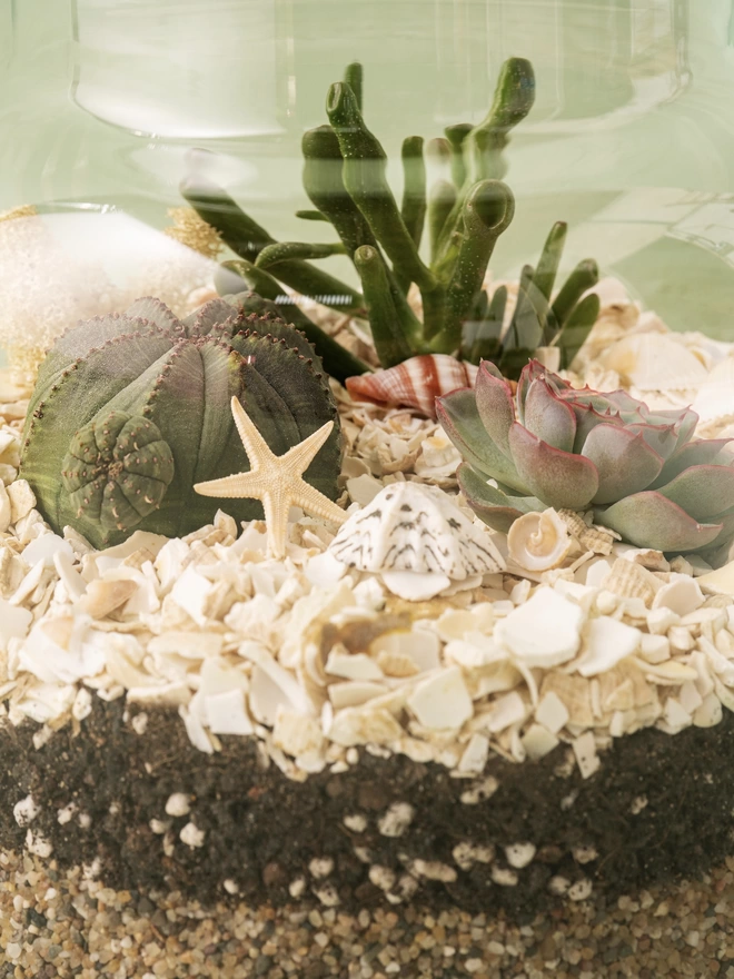 Seascape Terrarium Kit