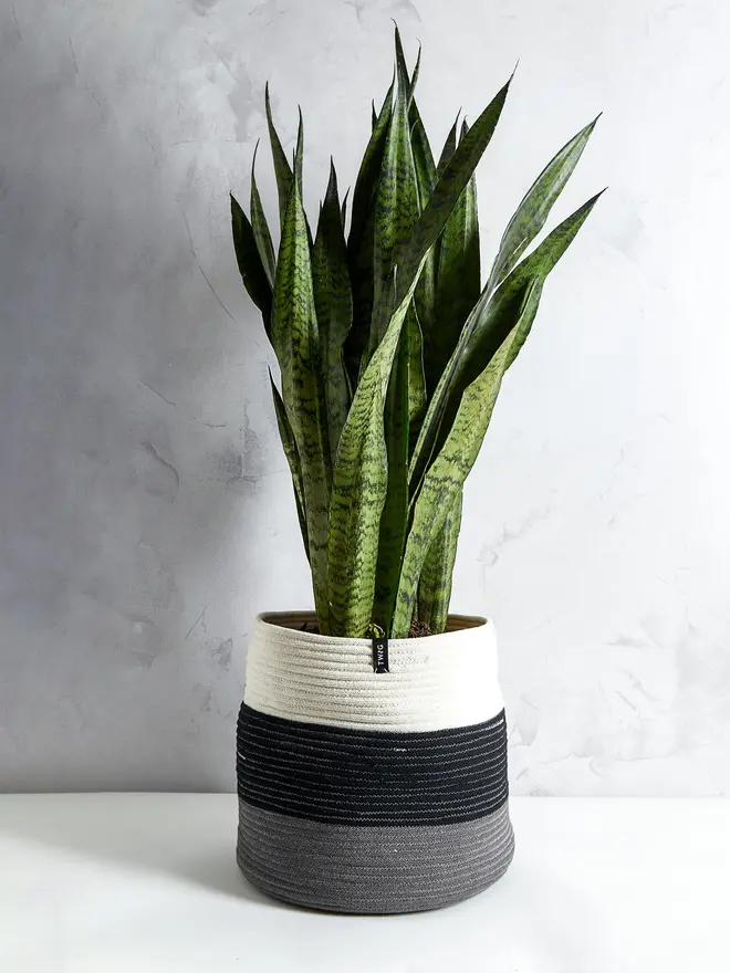 Giant Large Striped Cotton Plant Pot