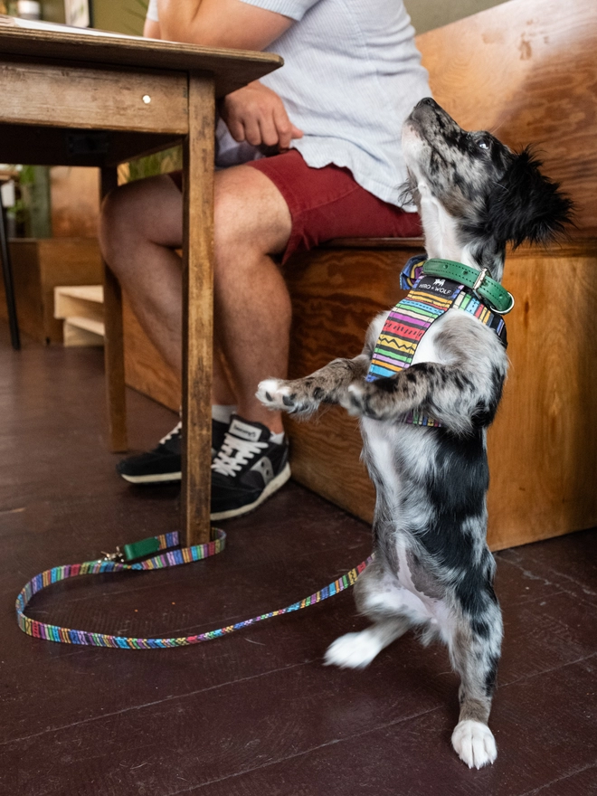 Rainbow Stripe luxury dog harness by Hiro + Wolf