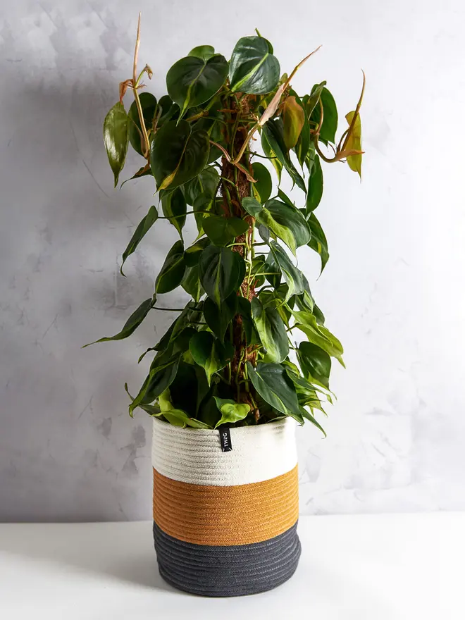 Extra Large Striped Cotton Plant Pot