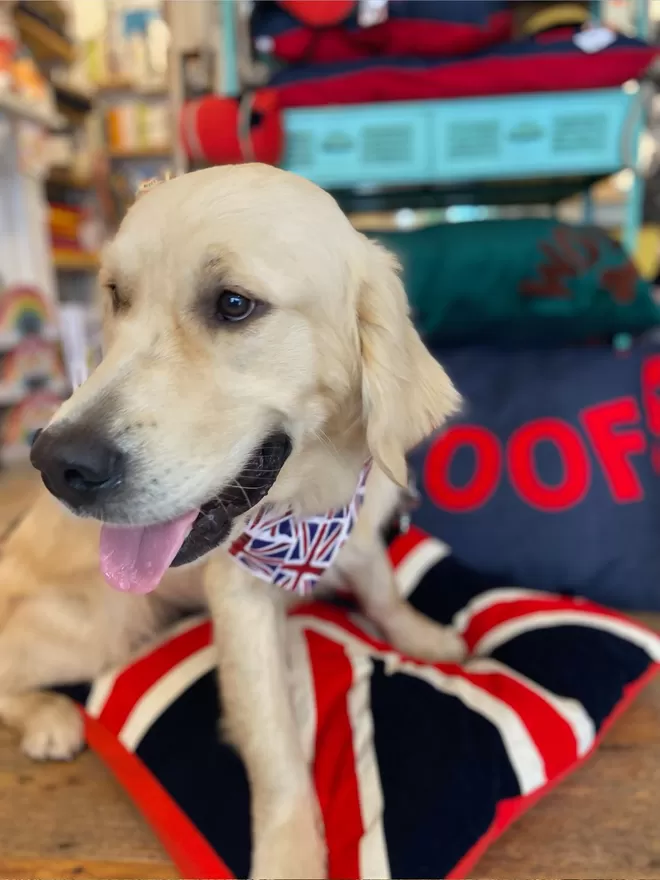 Union Flag Dog Doza With A Golden Retriever