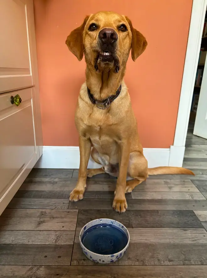 Shoreline Dog Bowl, a colourful dog bowl on a wooden surface, accompanied by a dog.