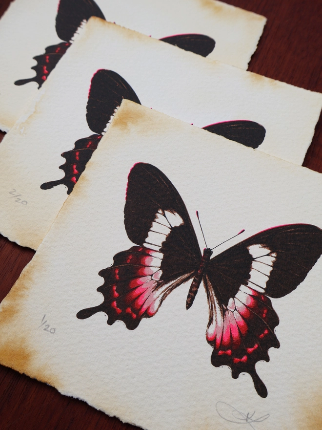 Limited Edition screenprint art of a Fluminense swallowtail butterfly by emerging artist Kath Leone