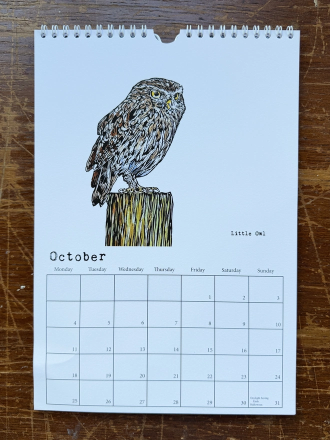 Little Owl for October