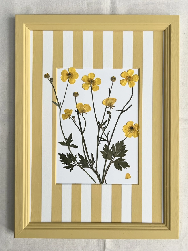 pressed buttercup flowers in hand painted frame and hand painted yellow stripe mount