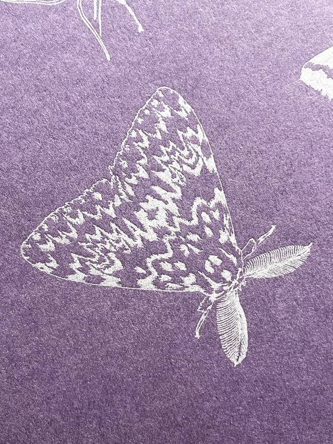 Close up of one of the Moths showing of the delicate design details.