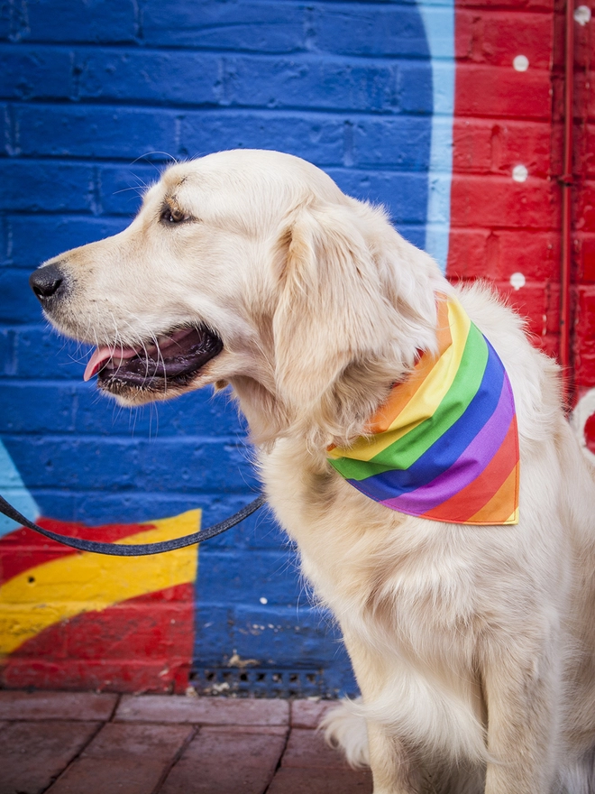 Tie On Pride Dog Bandana on a Golden Retriever