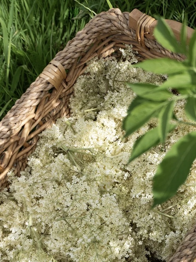 Elderflower Cordial (Set Of 1, 2, 3 Or 4), the elderflower in a basket. 