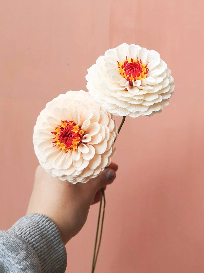 Two full zinnias in peach and ivory