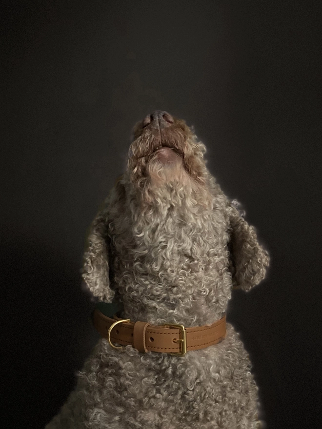 dog wearing a caramel dog collar