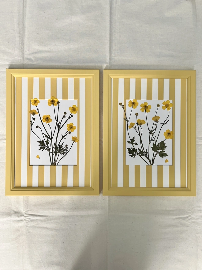 two painted yellow frames with pressed buttercups 