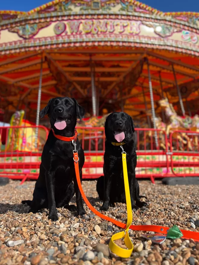 Two Labradors sitting on a beach in front of a merry go round with the Creature Clothes Biothane Dog Lead.