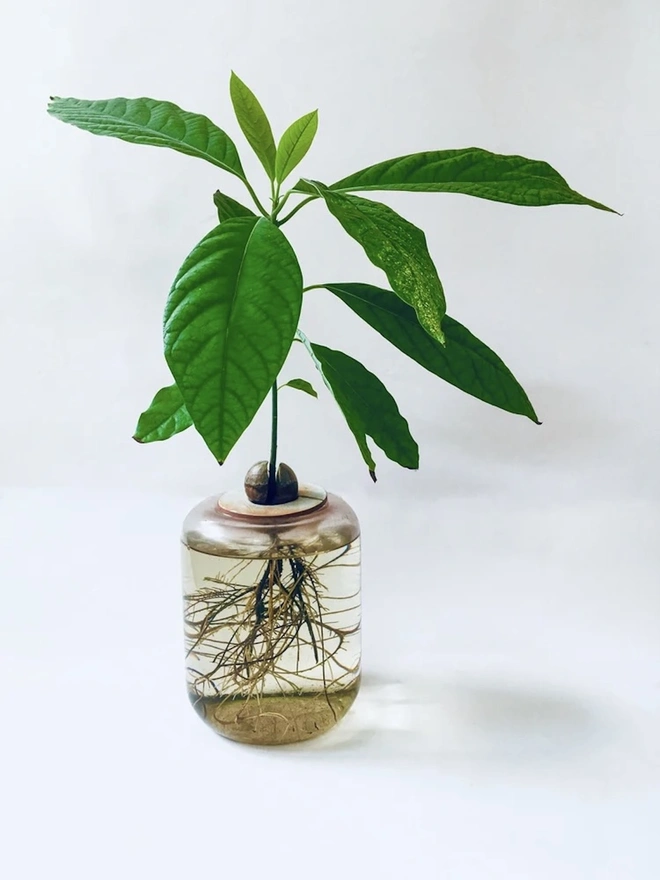 DIY Growing Kit, an avocado plant growing on a plain surface in a glass jar, in front of a white backdrop.