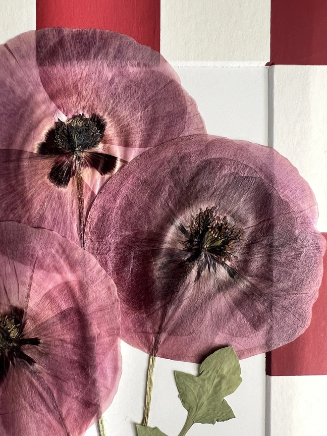 close up of large pressed poppies