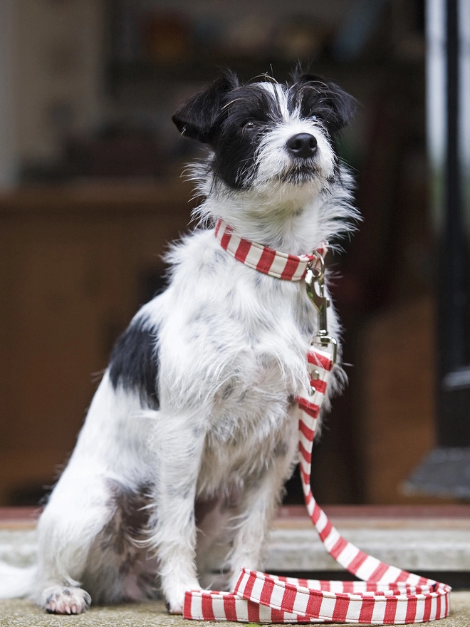 Red and White Stripe Vegan Fabric Dog Collar