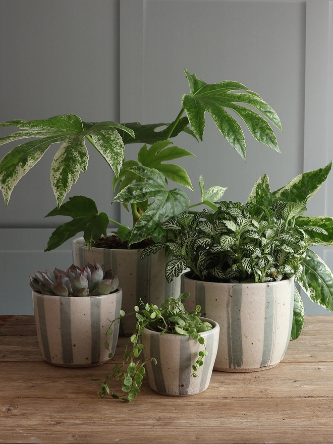 Set of 4 Handmade Ceramic Stoneware Plant Pots filled with a variety of plants sat on a wooden surface in front of a panelled background. The planters are shown in 4 sizes - mini, small, medium and large – and feature a blue and white stripe design. 