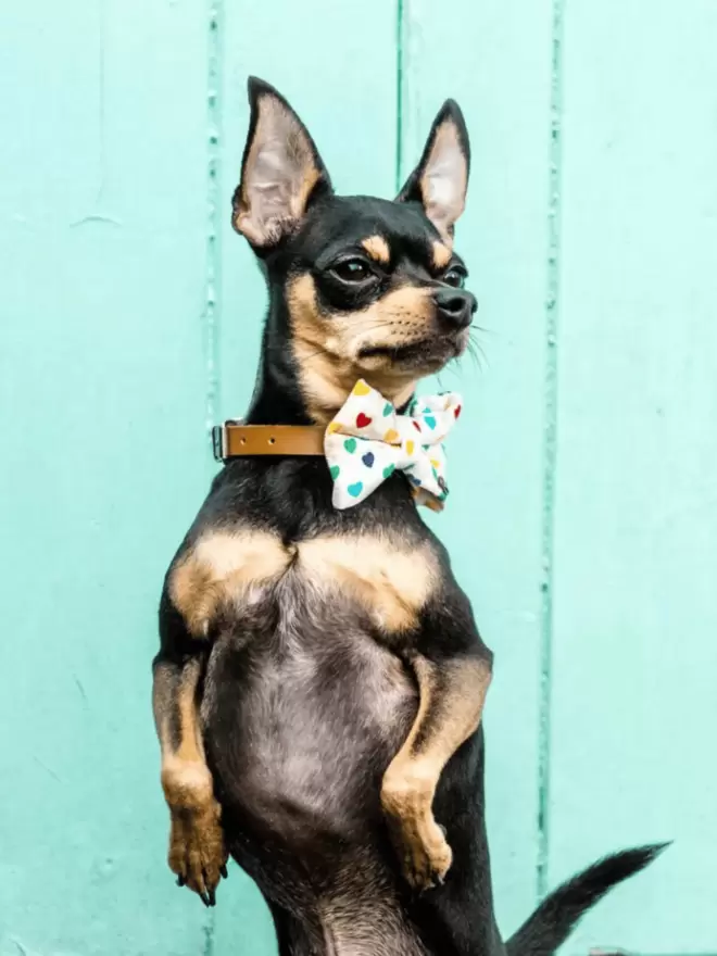 Dog wearing The Colour of Love Bow Tie 