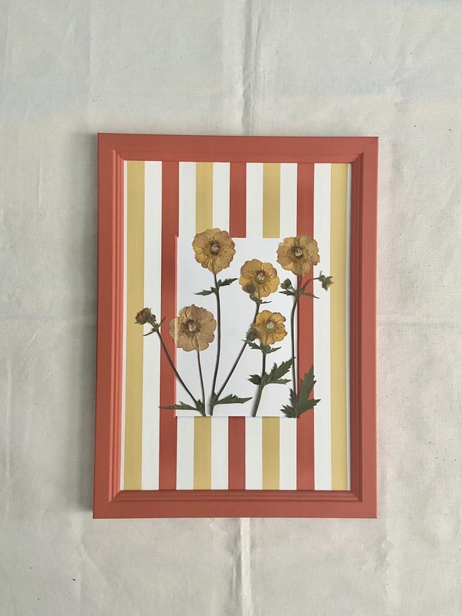 Pressed geum flowers in painted frame with stripe mount