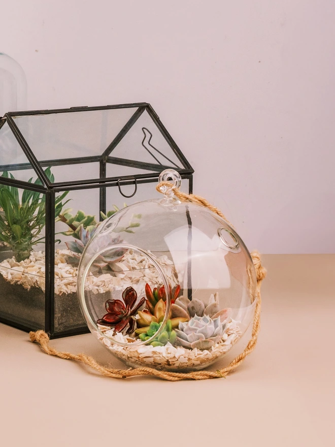 Succulent Bauble Terrarium Kit 