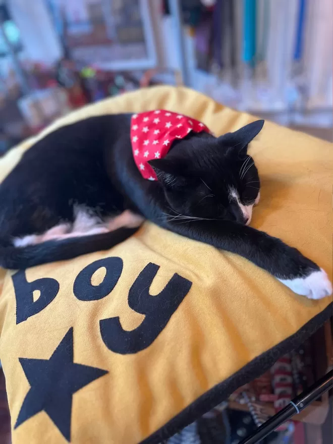 Boy on his personalised cat bed