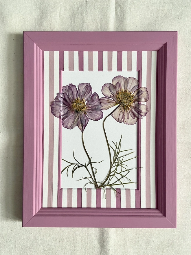 Pink pressed cosmos flowers in painted stripe mount and painted frame