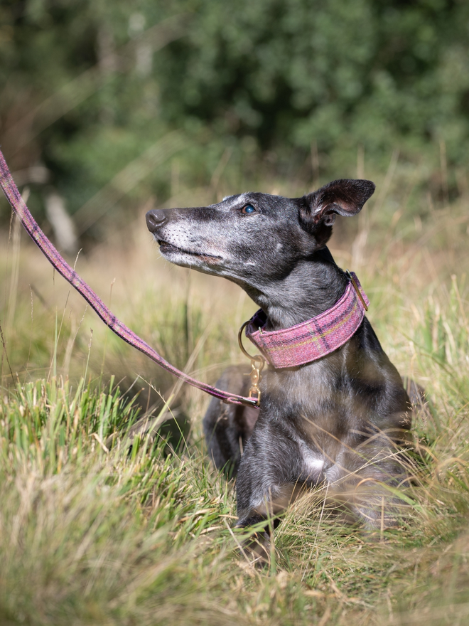 English Rose Tweed House Dog Collar