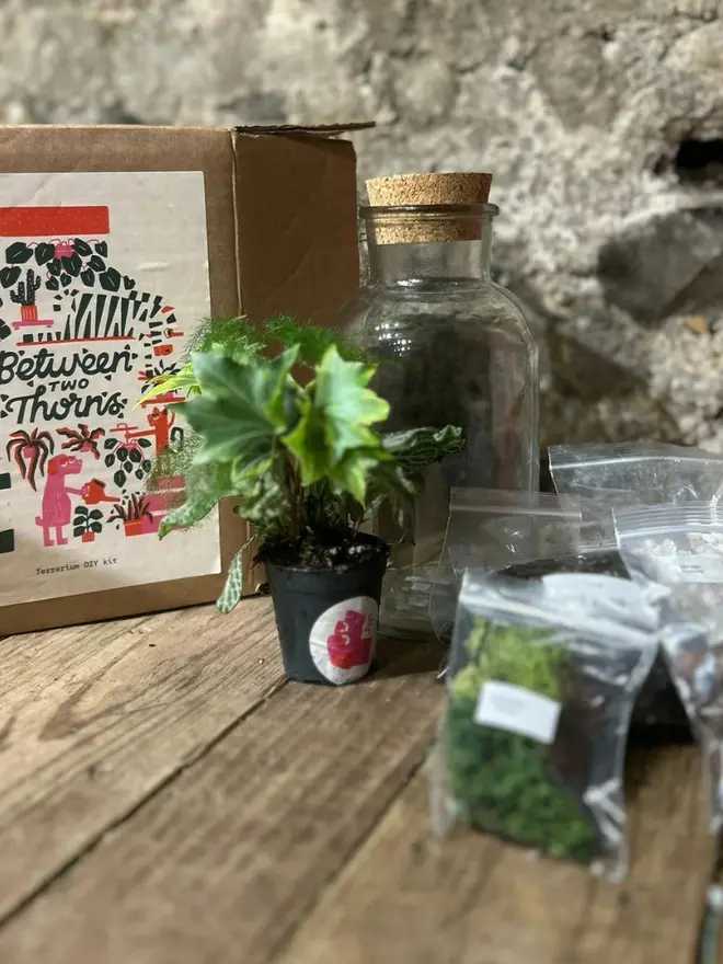 DIY Closed Terrarium Kit, scattered on a wooden table. 