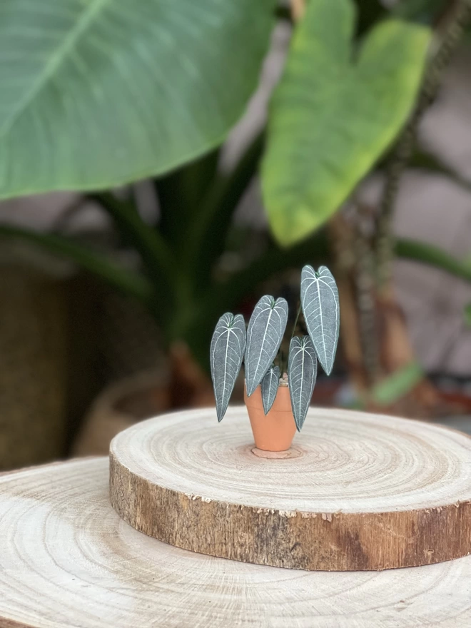 A miniature replica Warocqueanum Queen Anthurium paper plant ornament in a terracotta pot sat on a wooden log slice with real plants in the background