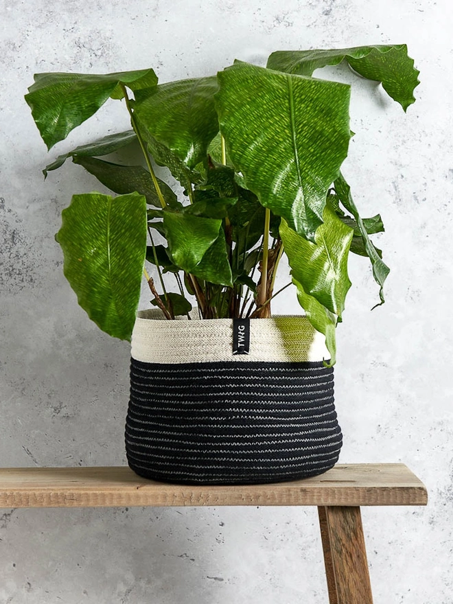 Large Natural Cotton Plant Pot