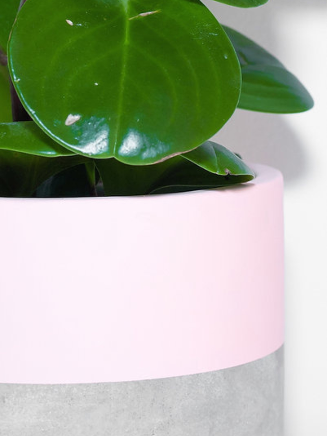 lucky dip concrete plant pot. a close up of a grey concrete plant pot with a bright pink stripe around the top half.