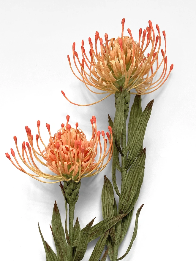 Crepe Paper Pincushion Protea DIY Kit