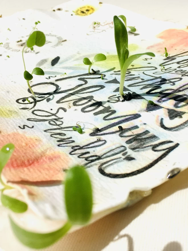 Blooming Splendid Plantable Birthday Card growing
