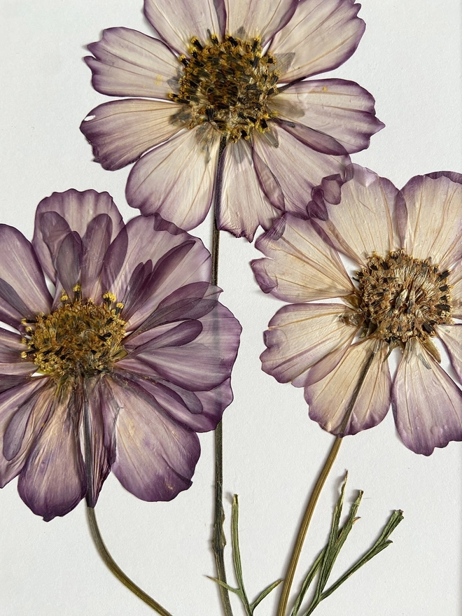 Close up of three pressed cosmos flowers