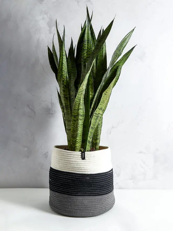 Extra Large Striped Cotton Plant Pot