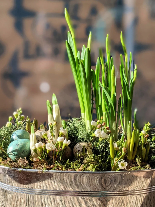 Spring Bulbs Chrome Planter With Quail Eggs & White Wax Flowers