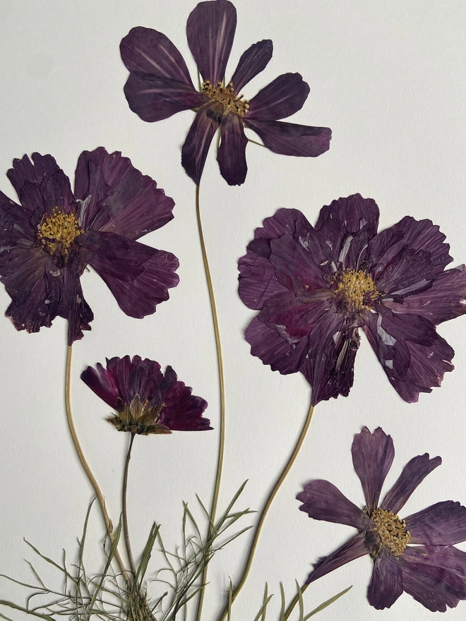 close up of dark pink pressed cosmos flowers