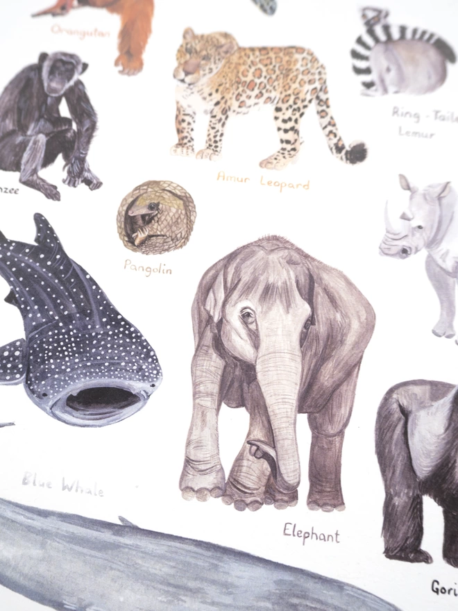a close up of the print with a white background featuring a selection of colourful, endangered animals arranged in an oval shape