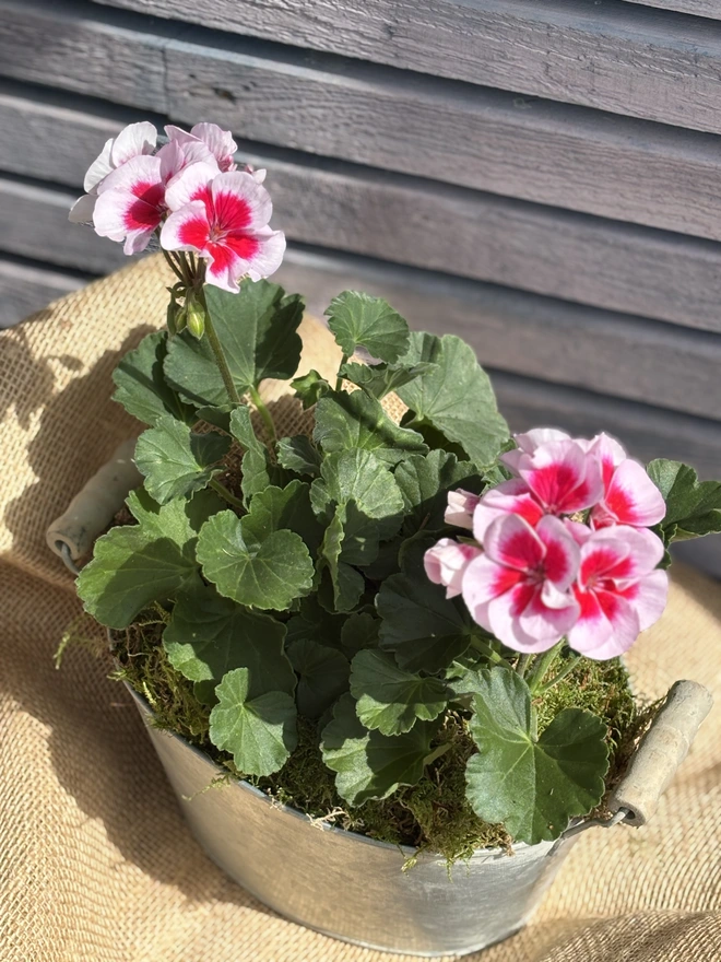 Two tone tender geranium in large zinc planter with wooden handles.