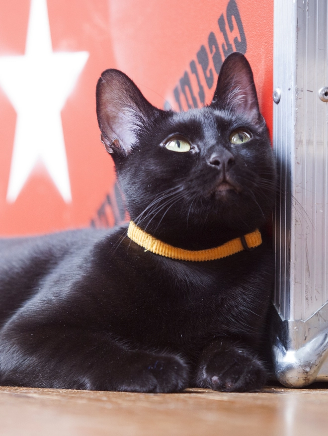 Car Collar Mustard Corduroy On Black Cat